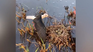 Chim mẹ chặn đứng máy cày bảo vệ những quả trứng