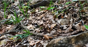 Đố bạn tìm con rắn trong 10 giây