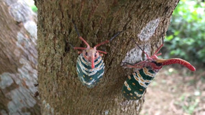 Cận cảnh loài côn trùng được mệnh danh 'voi bay' của Việt Nam