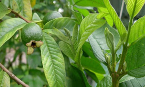 Những lợi ích bất ngờ của lá ổi với cơ thể con người