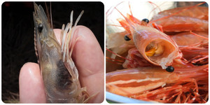 Phần đen ở đầu tôm là gì?