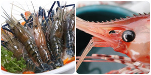 Có nên ăn mắt tôm?