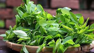 Những công dụng trị bệnh của rau ngót bạn nên biết 