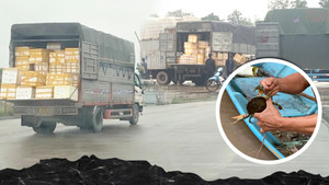 Mánh khoé đưa cua Cà Mau 'thần tốc' qua biên giới