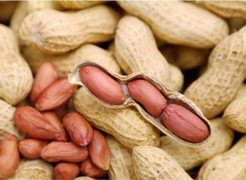 Loại hạt được mệnh danh là 'nhân sâm', chuyên gia khuyên nên ăn mỗi ngày