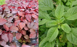 Rau dền xanh hay rau dền đỏ ngon và bổ hơn?