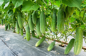 Tại sao dưa chuột bị đắng? 