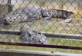 Ngắm cặp cá sấu vua và hoàng hậu lớn nhất Việt Nam