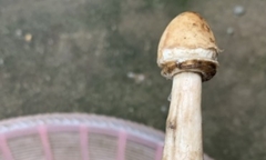 Ba mẹ con ngộ độc sau khi ăn nấm mọc dại trong vườn