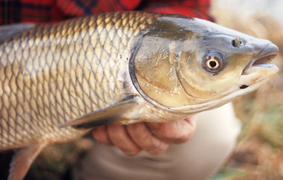 Mật cá trắm có công dụng trị bệnh không?