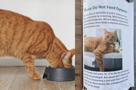 Vờ sắp chết đói để ăn xin, chú mèo bị dán ảnh 'cảnh báo lừa đảo' khắp nơi