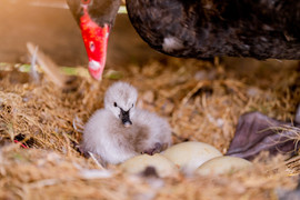 Nghỉ lễ 2/9, trẻ em thành Vinh đổ về Eco Central Park ngắm thiên nga mới sinh