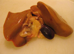 Uống mật gà có tác dụng gì?