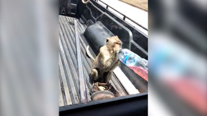 Khỉ hoang trộm chai nước trái cây từ xe bán tải