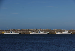 Nhật Bản khiếu nại Trung Quốc lên WTO về lệnh cấm hải sản