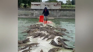 Người đàn ông hiên ngang vào giữa đàn cá sấu cung cấp thức ăn