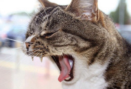 Người đàn ông tử vong sau 3 tháng bị mèo cắn