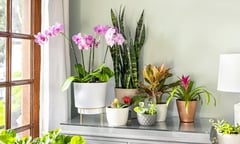 Những vị trí trong nhà không nên trồng cây cảnh