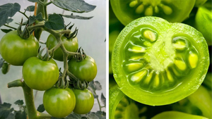 Có nên ăn cà chua xanh?