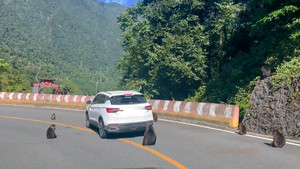 Đàn khỉ chặn đường, bao vây ô tô đòi thức ăn