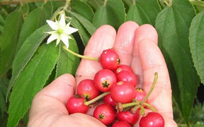 Ăn quả trứng cá có lợi hay hại?