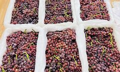 Nho không hạt Trung Quốc đổ bộ chợ Việt, giá siêu rẻ 25.000 đồng/kg