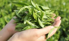 Các bài thuốc trị bệnh từ lá trà xanh