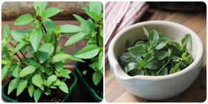 Điều gì xảy ra với cơ thể nếu bạn ăn húng quế mỗi ngày?