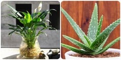 5 loại cây nên đặt trong phòng ngủ để có giấc ngủ ngon