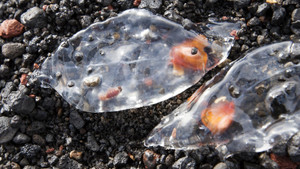 Ấn tượng các loài động vật có cơ thể trong suốt, lấp lánh như thủy tinh