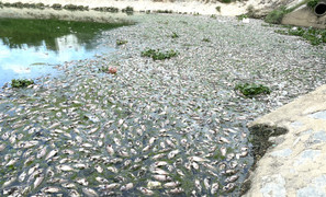 Thu gom gần 4 tấn cá chết nổi trắng kênh Đa Cô ở Đà Nẵng