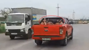 Xe bán tải có được phép chở người ở thùng xe? 