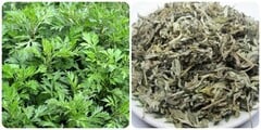5 công dụng của ngải cứu giúp loài rau này được mệnh danh là thần dược