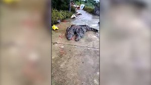 Vây bắt 75 con cá sấu xổng chuồng do nước lũ