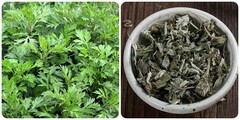 5 tác dụng tuyệt vời của ngải cứu khô với sức khoẻ