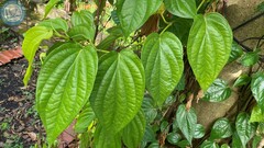 Có nên trồng cây trầu không trước nhà?