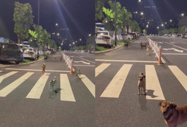 Bị đàn chó hoang bao vây, cách cô gái đối phó khiến dân mạng vừa bật cười vừa nể