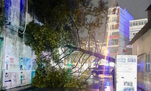 Giông lốc ở TP.HCM: Nhà tốc mái, cây đổ chắn ngang đường