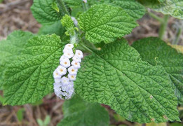 Cây vòi voi có tác dụng gì?