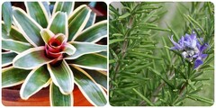 3 loại cây tuyệt đối không trồng trong phòng ngủ