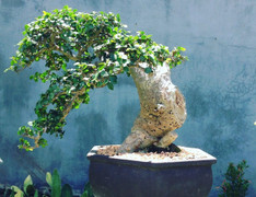 Có nên trồng cây duối trong nhà?