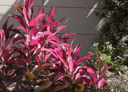 Ý nghĩa phong thủy của cây huyết dụ