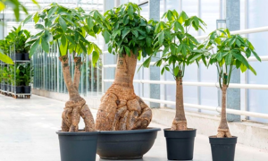 Những loại cây phong thủy nên trồng trong nhà