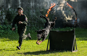 Xem cảnh khuyển vượt lửa, quật ngã tội phạm cứu người