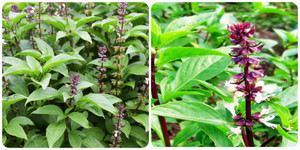 6 tác dụng tuyệt vời của rau húng quế với sức khoẻ