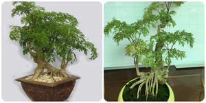 Loài cây không chỉ làm cảnh mà còn được ví như 'nhân sâm của người nghèo'