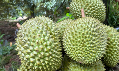 Thu về 3,84 tỷ USD, xuất khẩu rau quả lập kỷ lục lịch sử