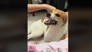 'Nẹt pô' với động cơ chạy bằng cơm