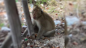 Đàn khỉ trộm bia uống cạn, say xỉn ngã vào thân cây