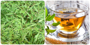 Nước lá đinh lăng có tốt?